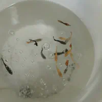 ماهی گوپی درشت خوب