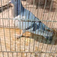 کفتر پرشی|پرنده|کهریزک, |دیوار