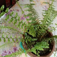 گل سرخس|گل و گیاه طبیعی|ارومیه, |دیوار