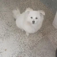 توله پامیرین