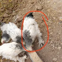 خروس برهما|حیوانات مزرعه|بن, |دیوار