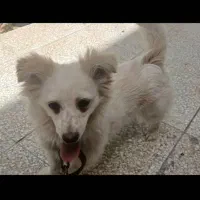 سگ اشپیت