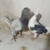 چند جفت نرو ماده