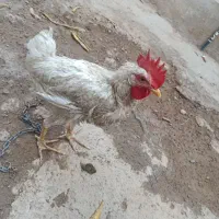 جوجه|حیوانات مزرعه|ساوه, |دیوار