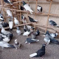 تعدادی کفتر رنگی به شرط بدون عیب جوجه وبالغ|پرنده|میانه, |دیوار