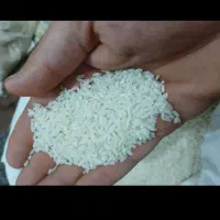 برنج چمپا
