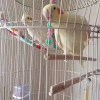 عروس هلندی مولد