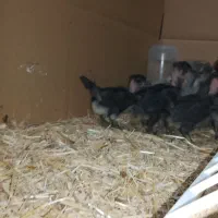 جوجه نژادی پاکوتاه ریشی پاکوتاه گردن لخت برازجان