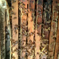 ۵۰عددزنبور کارنیکا بفروش میرسد|حیوانات مزرعه|سیاهکل, |دیوار