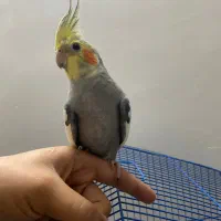 عروس هلندی ۷ ماهه نر به همراه قفس