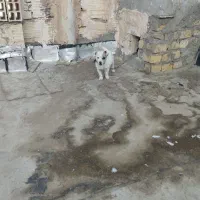 توله ۳ ماهه جیبی ماده|سگ|نیشابور, مدرس|دیوار