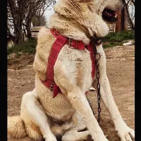 سگ خراسانی