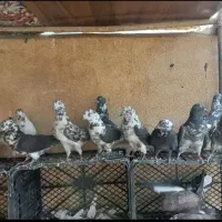 کبوتر پرشی|پرنده|قم, علی آباد سعدگان|دیوار