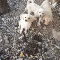 واگذری سگ شیتزو|سگ|ایلام, |دیوار