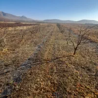 باغچه-بر-جاده-الیاس-آباد