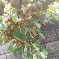 کیوی خونی