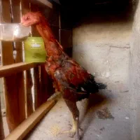 جوجه لاری اصیل|حیوانات مزرعه|سیرجان, |دیوار