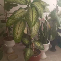 گلی طبیعی|گل و گیاه طبیعی|یاسوج, |دیوار