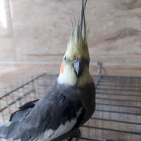 عروس هلندی سینامون