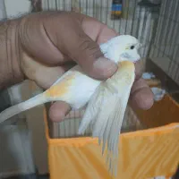 قناری موزایکی|پرنده|شاهینشهر, فردوسی|دیوار