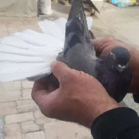 گفتر پرشی|پرنده|شهر ری, دولتآباد|دیوار