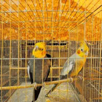 جفت عروس هلندی مولد|پرنده|اهرم, |دیوار