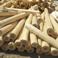 نمایندگی رسمی نهال صنوبر سود تضمینی و بازار گسترده|خدمات باغبانی و درختکاری|اردبیل, |دیوار