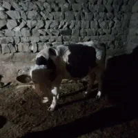گوساله نر پرگوشت