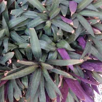 گلهای شاداب وزیبا|گل و گیاه طبیعی|خوی, |دیوار