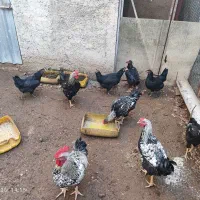 مرغ و خروس محلی اصیل کرچ شو|حیوانات مزرعه|نکا, |دیوار