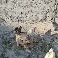 مرغ رسمی تخم گذار|حیوانات مزرعه|رودهن, |دیوار