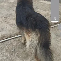 سگ ژرمن و چندتا کبوتر دونه ۲۵۰