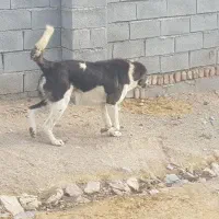 سگ گله ونگهبانی