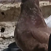 کبوتر رفتنی