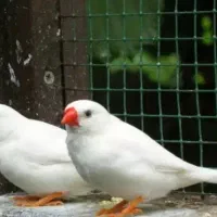 فنچ جفتی ۳۰۰|پرنده|تهران, نبی اکرم|دیوار