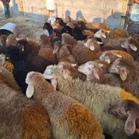 توزیع و فروش گوسفند‌بره نر باسکول دیجیتالی|حیوانات مزرعه|قم, امامزاده ابراهیم|دیوار