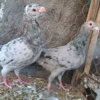 جفت سرور