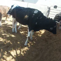 گوساله تلیسه آبستن گاو ابس گاو شیری|حیوانات مزرعه|کوهین, |دیوار