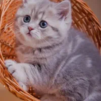 بچه های مثل ماه گربه