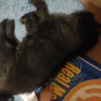 سگ چاو چاو|سگ|شیراز, قدوسی غربی|دیوار