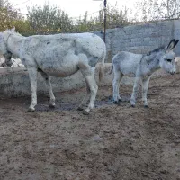 یک الاق با کره نر گوسفندی|حیوانات مزرعه|بجنورد, |دیوار