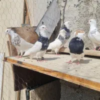 کفتر طوقی هفرنگ