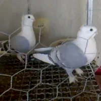 کبوتر ساتن خاکستری گم شده
