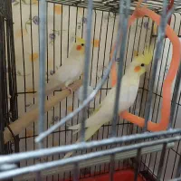 عروس هلندی|پرنده|آبادان, |دیوار