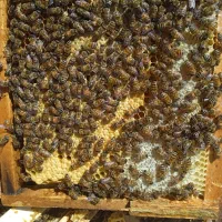 زنبورنژادمختلف ۷قاب ۸قاب فول  هست ملک ها۱۴۰۴