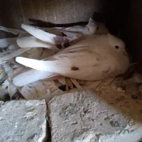 کبوتر کمخال نباتی