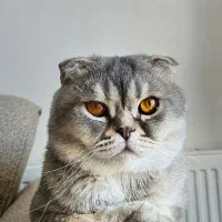 گربه اسکاتیش