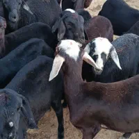 بره ماده قره قزل گوسفند میش قوچ شیشک افشار|حیوانات مزرعه|زنجان, |دیوار