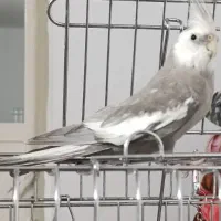 فروشی عروس هلندی