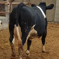 گاو|حیوانات مزرعه|ماهیدشت, |دیوار